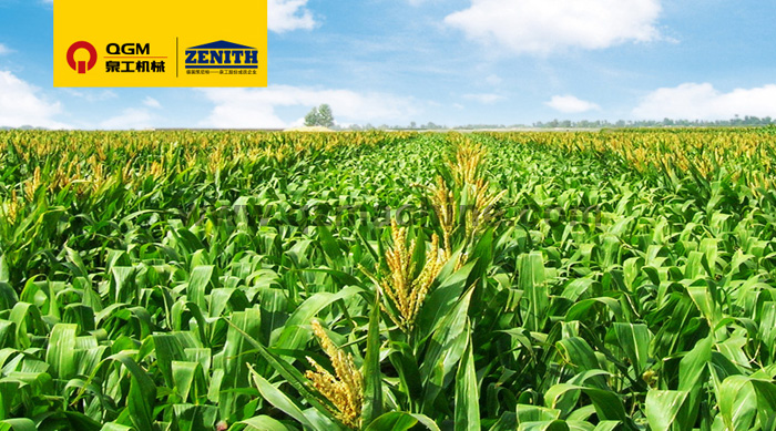 线上赌博appT10全自动生产线落户玉米的故乡——记墨西哥首条全自动生产线